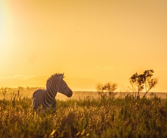 17 Day Discover South Africa & Victoria Falls Tour Image 6