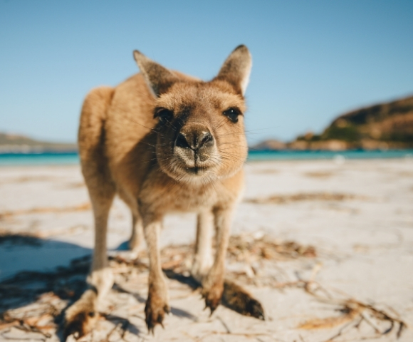 Australia to Tokyo Grand Exploration - Gallery Image