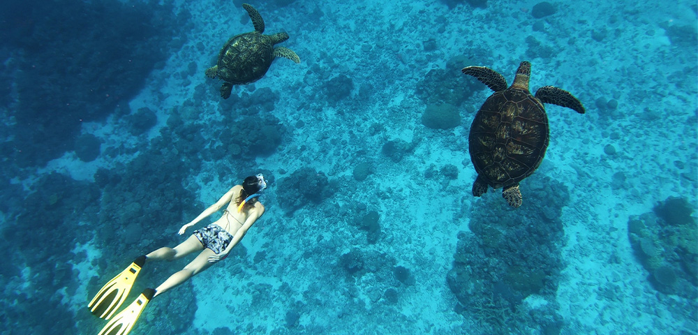 Gold Coast Suns Welcome Offer – South Pacific Cruise Escape Image 2