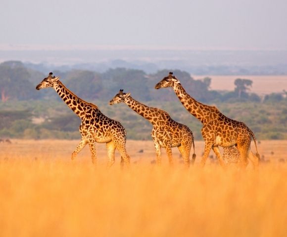 African Safari Exploration – London to Cape Town - Gallery Image