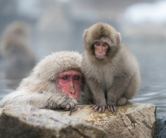 Singapore, Hong Kong and Japan Adventure - Gallery Image