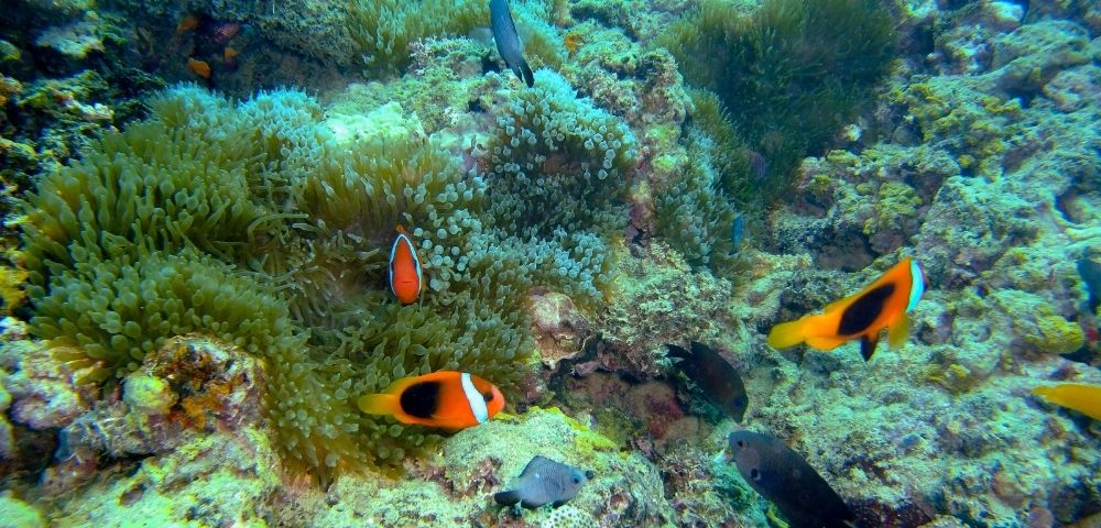 Barrier Beach Resort Image 4