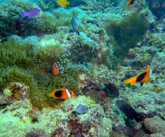 Barrier Beach Resort Image 4