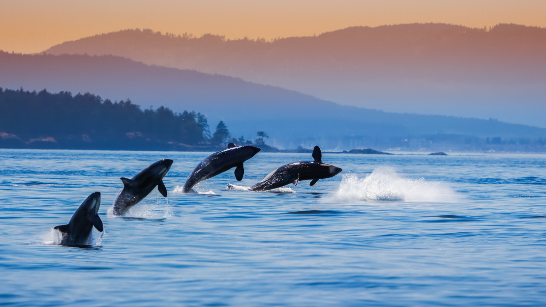 Print Stylesheet Image