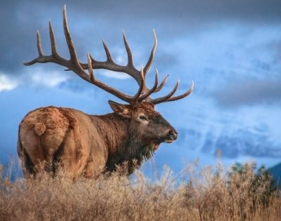 Majestic elk with large antlers standing in grassland against a blue mountainous backdrop.