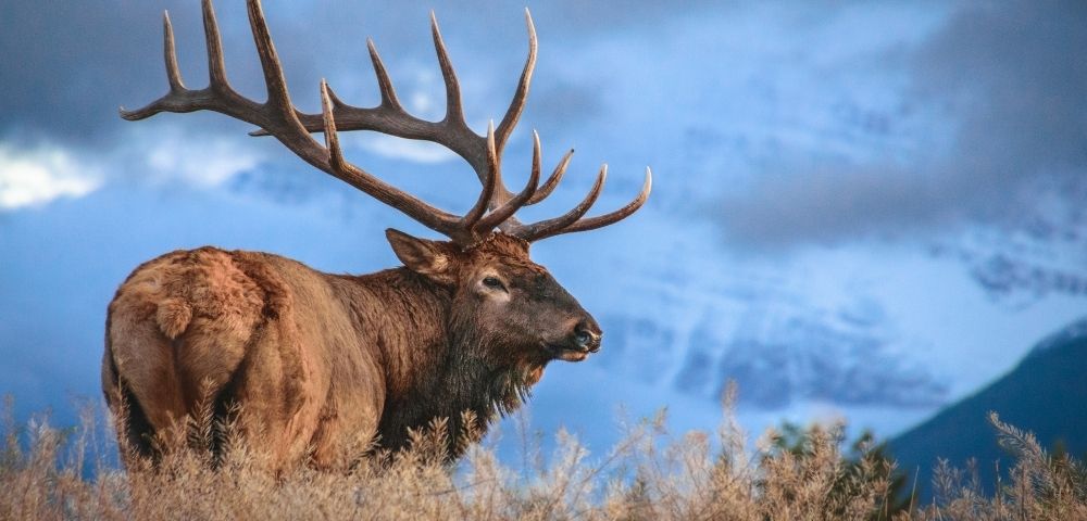 Majestic elk with large antlers standing in grassland against a blue mountainous backdrop.