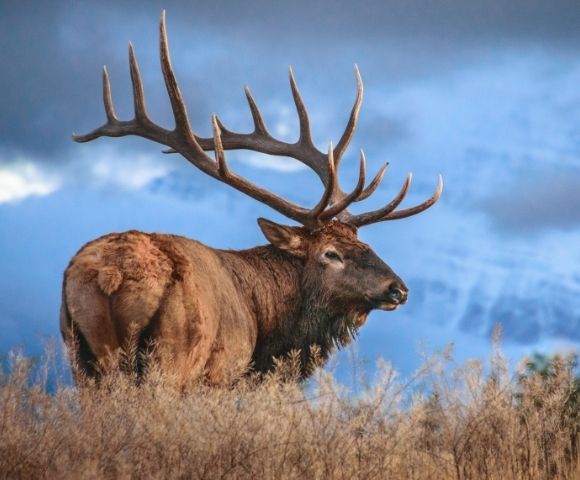 Majestic elk with large antlers standing in grassland against a blue mountainous backdrop.
