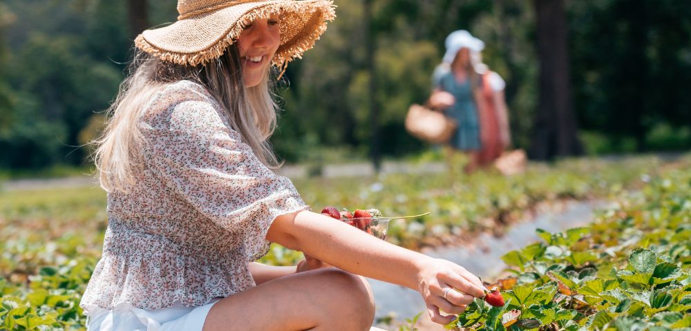 Woman Strawberry picking