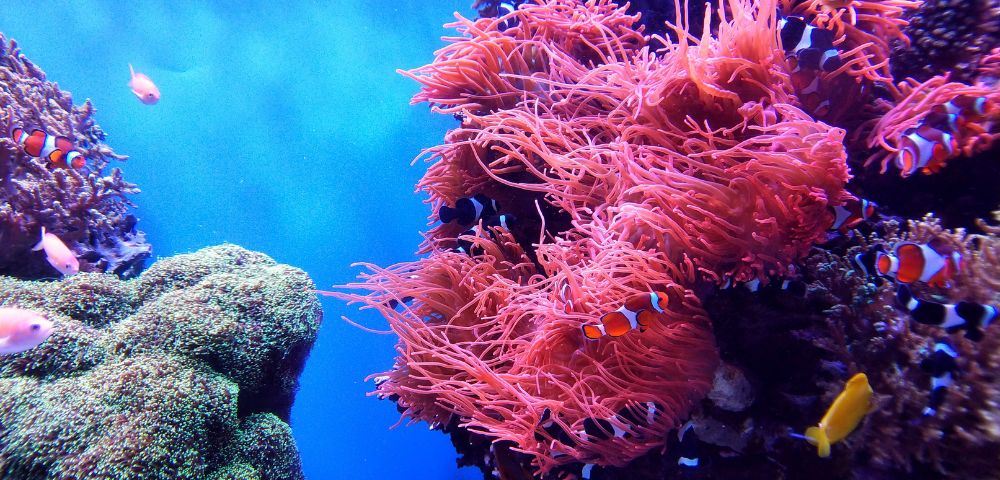 Coral reef bright colours with coral fish