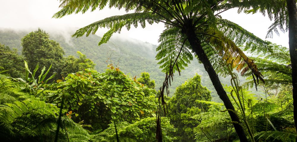 Rainforest