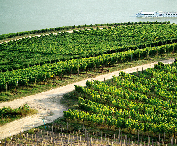 Vineyard near a river with a passing cruise ship.