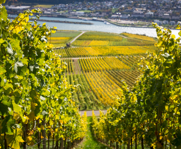 Sunny vineyard hills overlooking a river with lush foliage in the foreground.