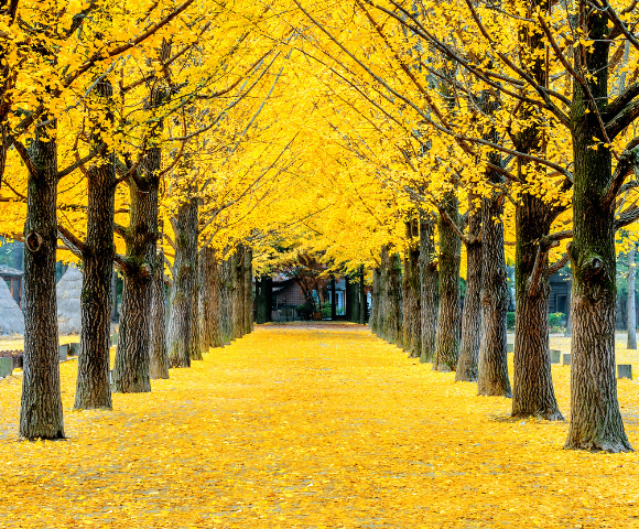 Autumn Colours of Japan | Mount Fuji, Kyoto & Beyond - Gallery Image