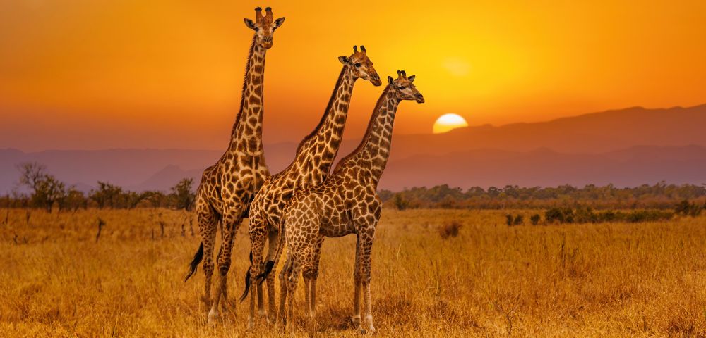 Africa and middle east Africa 3 giraffe's with sunset in background