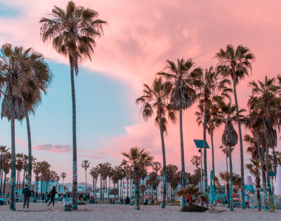 Palm trees line a beach at sunset with pink and blue skies.