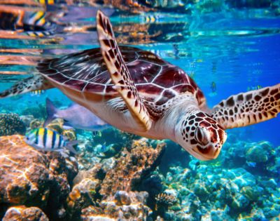 A sea turtle swimming in clear blue waters above a coral reef with tropical fish around.