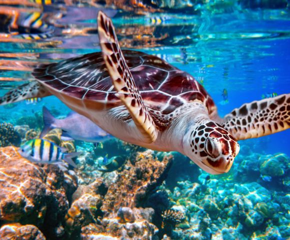 A sea turtle swimming in clear blue waters above a coral reef with tropical fish around.