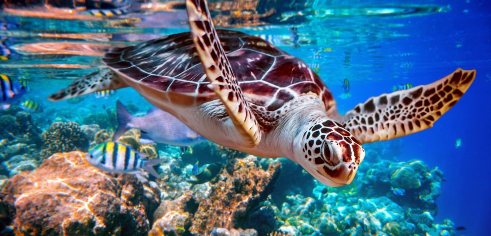 A sea turtle swimming in clear blue waters above a coral reef with tropical fish around.