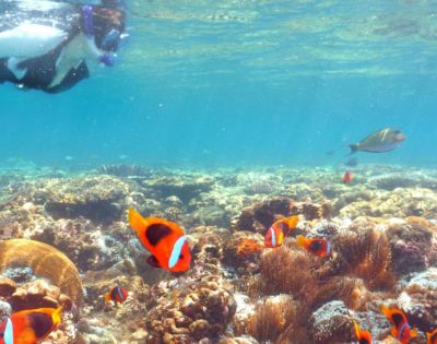A snorkeler and colorful fish swimming above a vibrant coral reef.