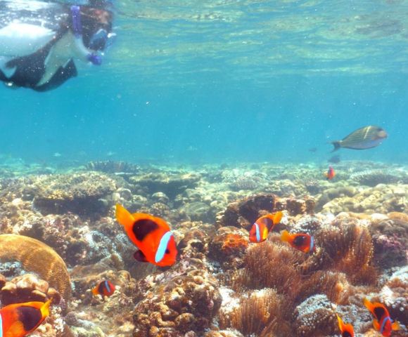 A snorkeler and colorful fish swimming above a vibrant coral reef.