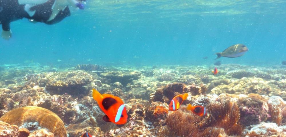 A snorkeler and colorful fish swimming above a vibrant coral reef.