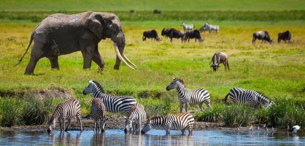 An elephant and zebras by a waterhole, with wildebeest in the background on a savanna.