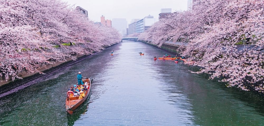 Boats on a river with blooming cherry blossoms lining the banks in a cityscape.