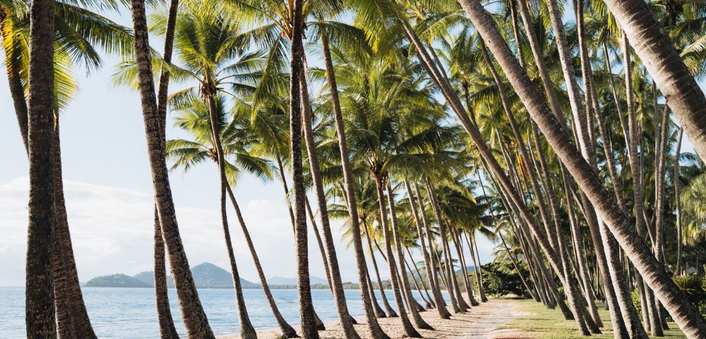 A row of palm trees lining a tropical beachfront, with the ocean and hills in the distance.
