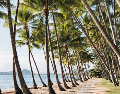 A row of palm trees lining a tropical beachfront, with the ocean and hills in the distance.