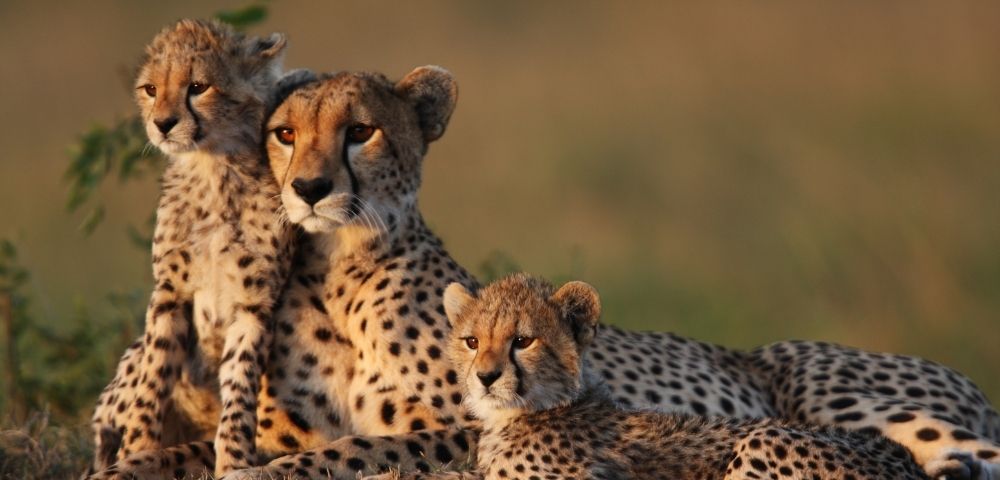 Luxury Discovery African Wonders – Cape Town to Lisbon - Gallery Image