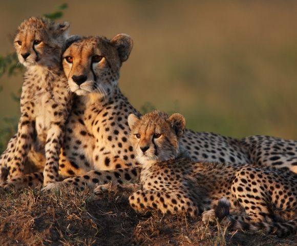 Luxury Discovery African Wonders – Cape Town to Lisbon - Gallery Image