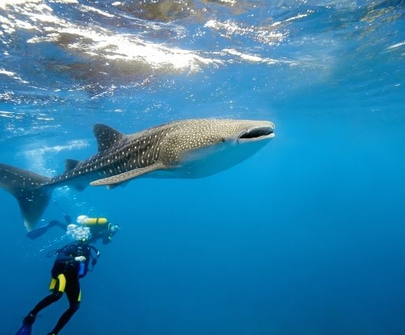 Dhigufaru Island Resort Image 2