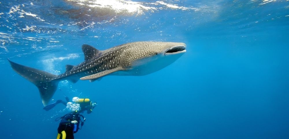 Dhigufaru Island Resort Image 2