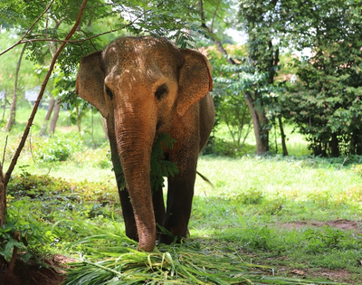 A majestic elephant stands in a lush green area, munching on grass under a tree, showcasing its large ears and textured skin.