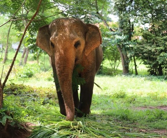 A majestic elephant stands in a lush green area, munching on grass under a tree, showcasing its large ears and textured skin.