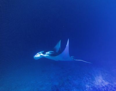 A majestic manta ray gliding gracefully through deep blue waters, showcasing its elegant wings and distinctive patterns.