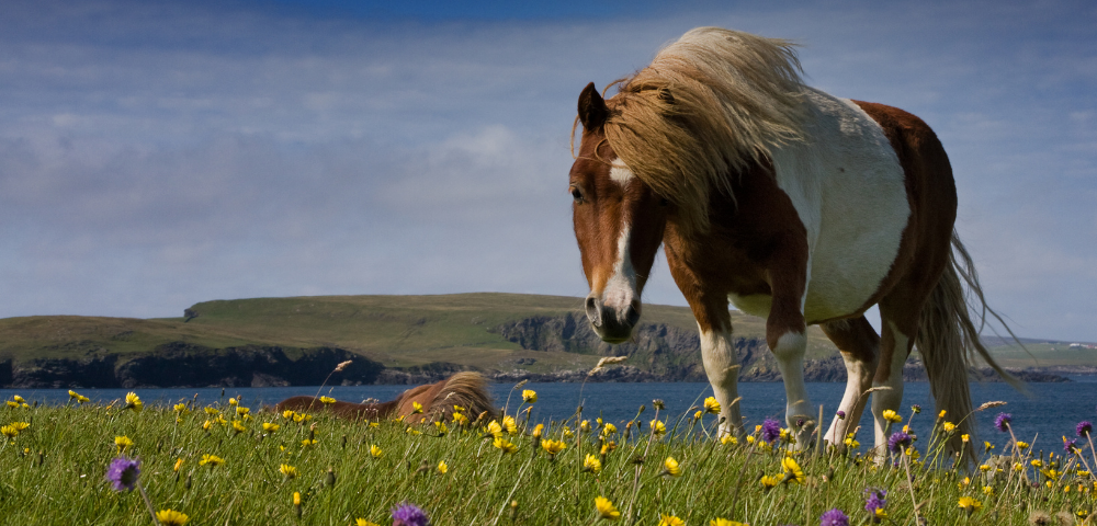 The Scottish Isles Extraordinary Expedition - Gallery Image
