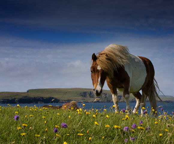 The Scottish Isles Extraordinary Expedition - Gallery Image
