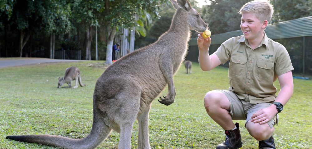 A kangaroo stands on its hind legs, reaching for food from a person kneeling on grass in a lush outdoor setting.
