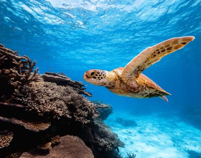 A sea turtle gracefully swims above a vibrant coral reef under clear blue water. Sunlight filters through the surface.