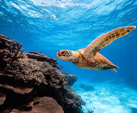 A sea turtle gracefully swims above a vibrant coral reef under clear blue water. Sunlight filters through the surface.