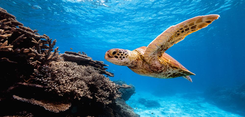 A sea turtle gracefully swims above a vibrant coral reef under clear blue water. Sunlight filters through the surface.
