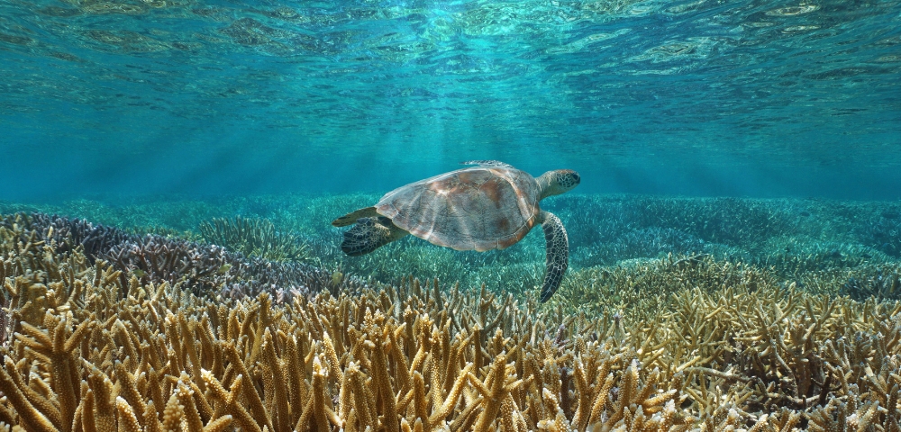 A sea turtle gracefully swims above vibrant coral reefs, illuminated by beams of sunlight filtering through clear turquoise water.