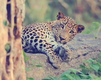 A relaxed leopard lies on a rock, partially hidden by a tree, showcasing its distinctive spotted coat and sharp gaze.