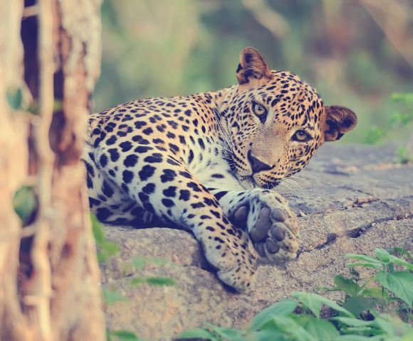 A relaxed leopard lies on a rock, partially hidden by a tree, showcasing its distinctive spotted coat and sharp gaze.