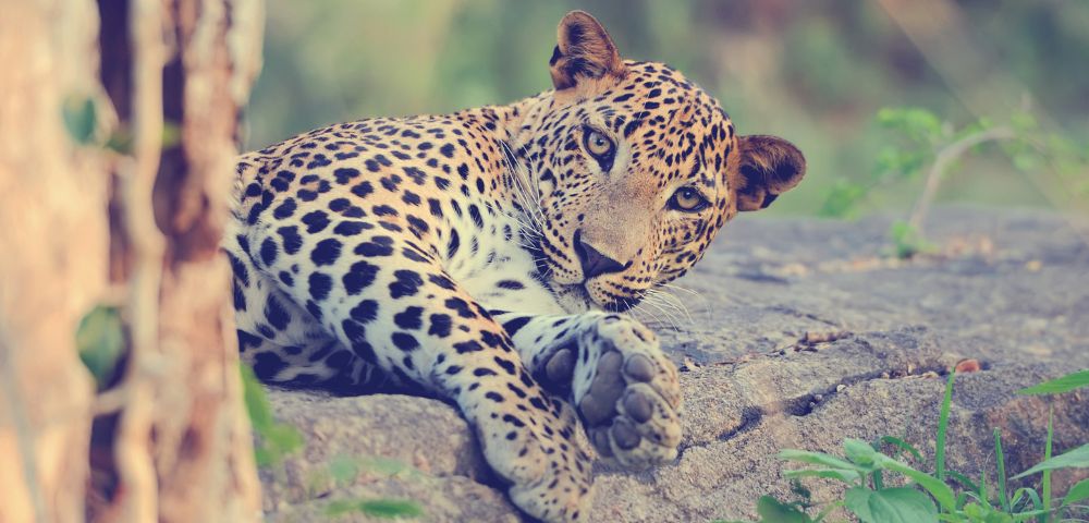 A relaxed leopard lies on a rock, partially hidden by a tree, showcasing its distinctive spotted coat and sharp gaze.