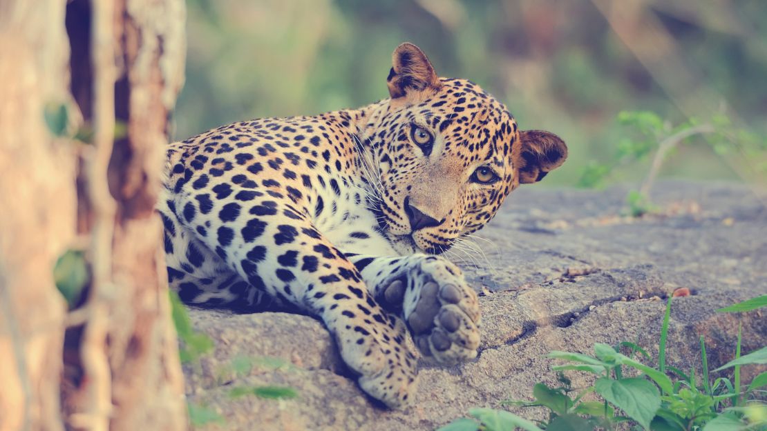 Print Stylesheet Image