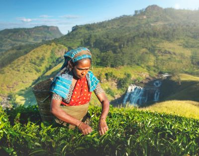 A woman in traditional attire is harvesting tea leaves in a lush green landscape, with mountains and a waterfall in the background.