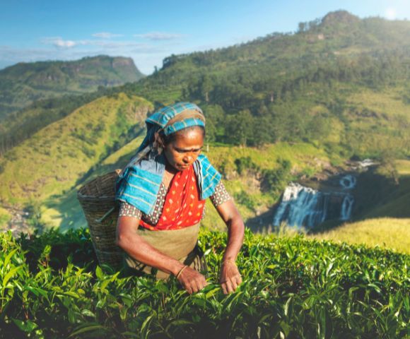 A woman in traditional attire is harvesting tea leaves in a lush green landscape, with mountains and a waterfall in the background.