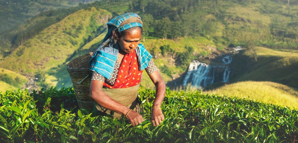 A woman in traditional attire is harvesting tea leaves in a lush green landscape, with mountains and a waterfall in the background.